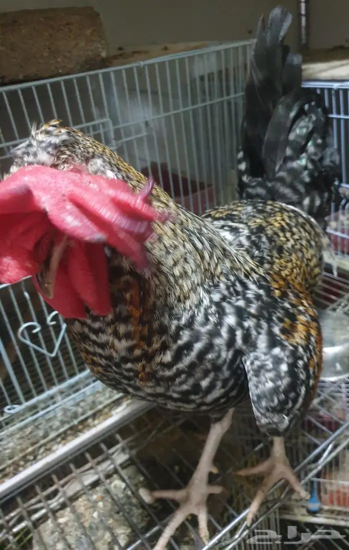 ديك هجين أب تركي والأم براهما 17