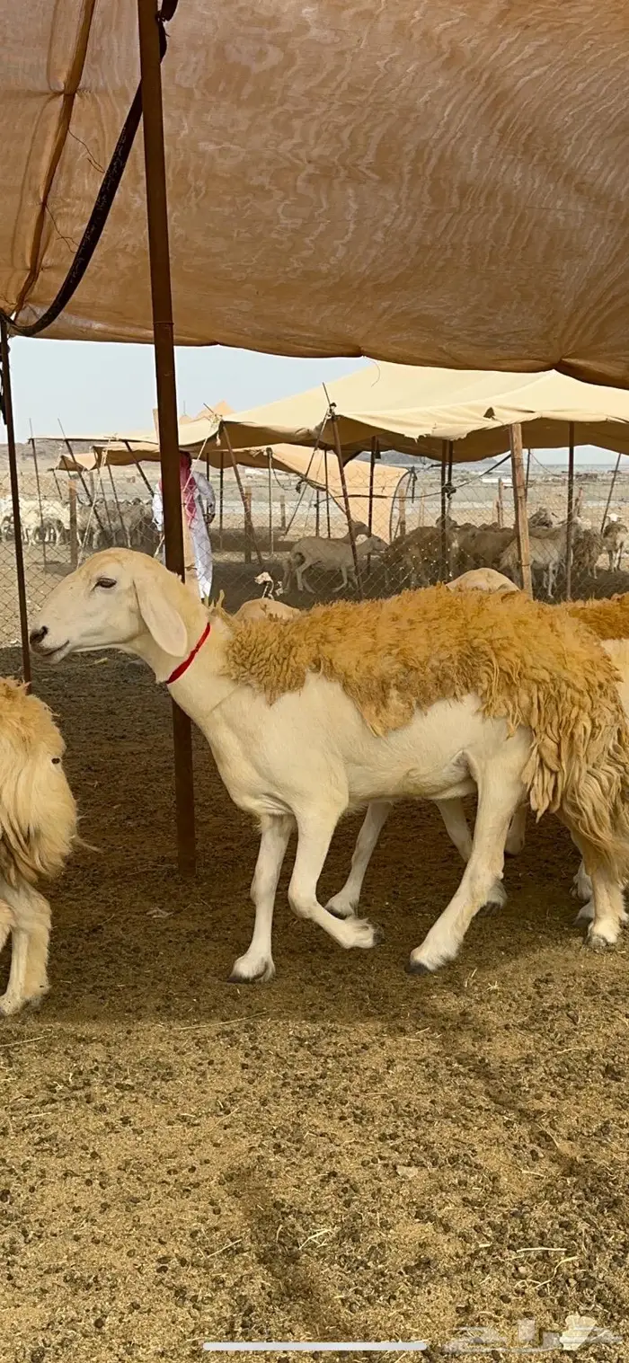 غنم حريات حرش صنف الصنف ماشاءالله 61 0
