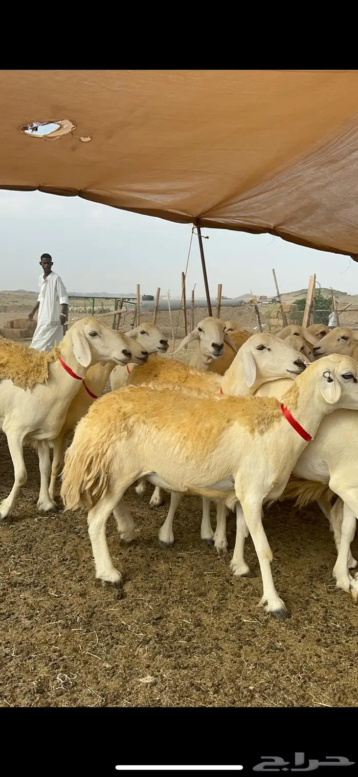 غنم حريات حرش صنف الصنف ماشاءالله 61 10