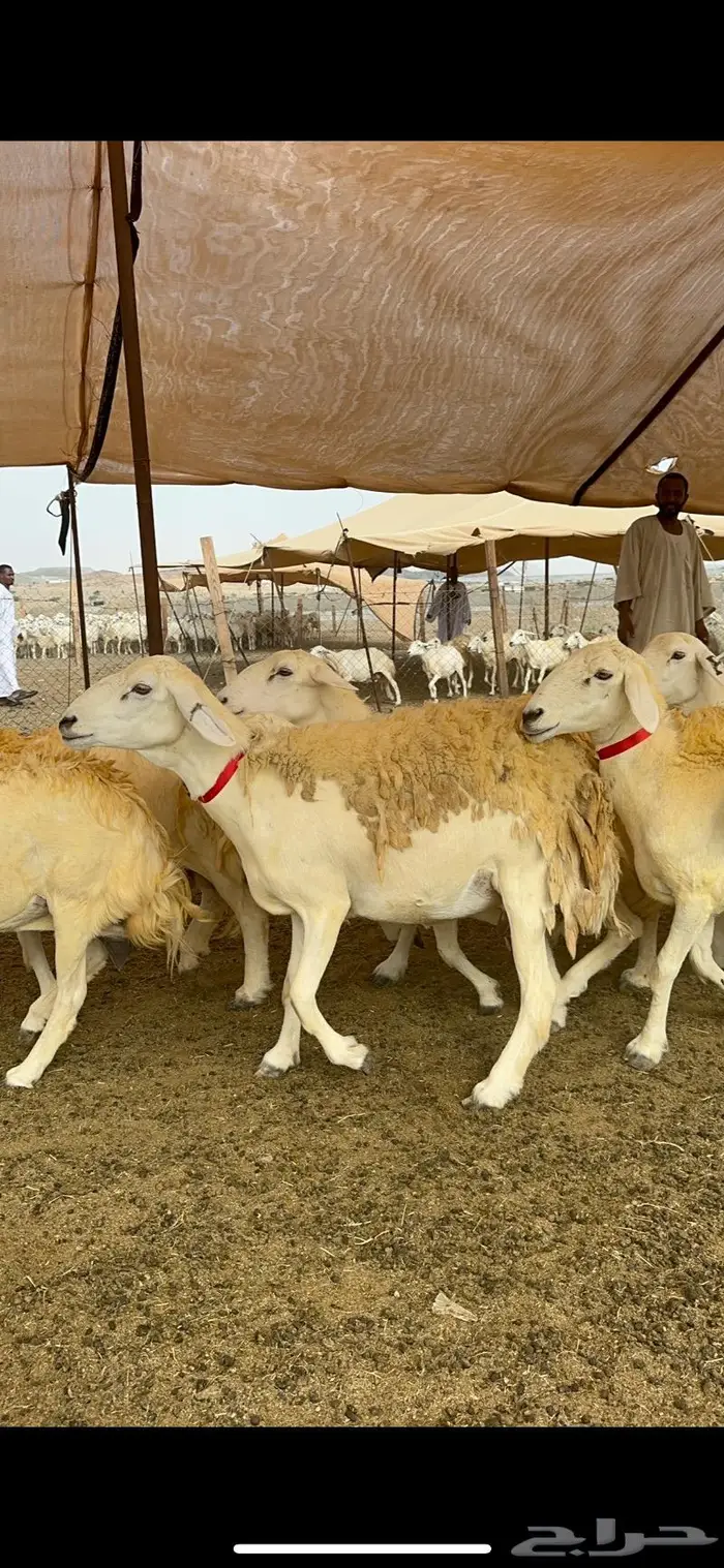 غنم حريات حرش صنف الصنف ماشاءالله 61 16