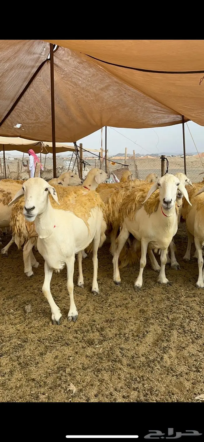غنم حريات حرش صنف الصنف ماشاءالله 61 17