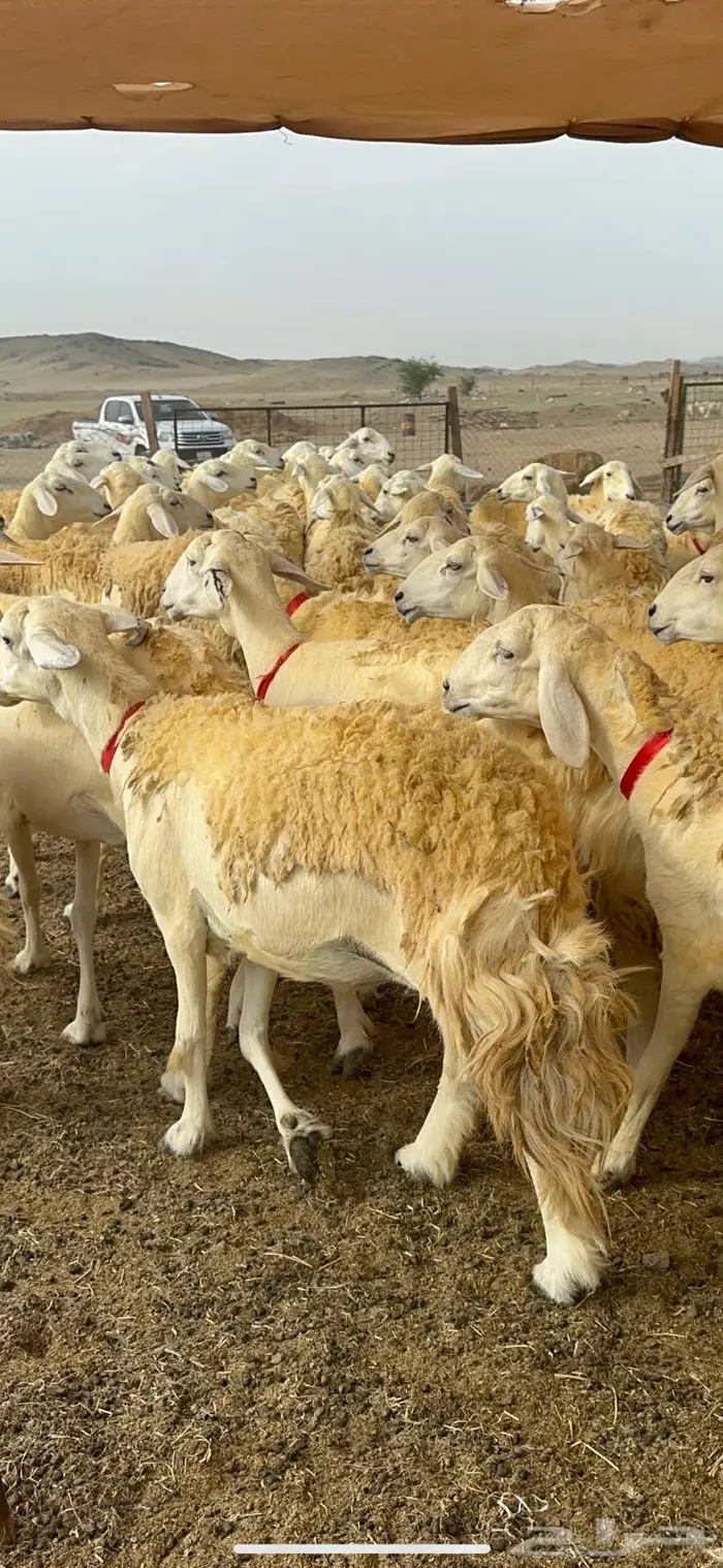 غنم حريات حرش صنف الصنف ماشاءالله 61 19