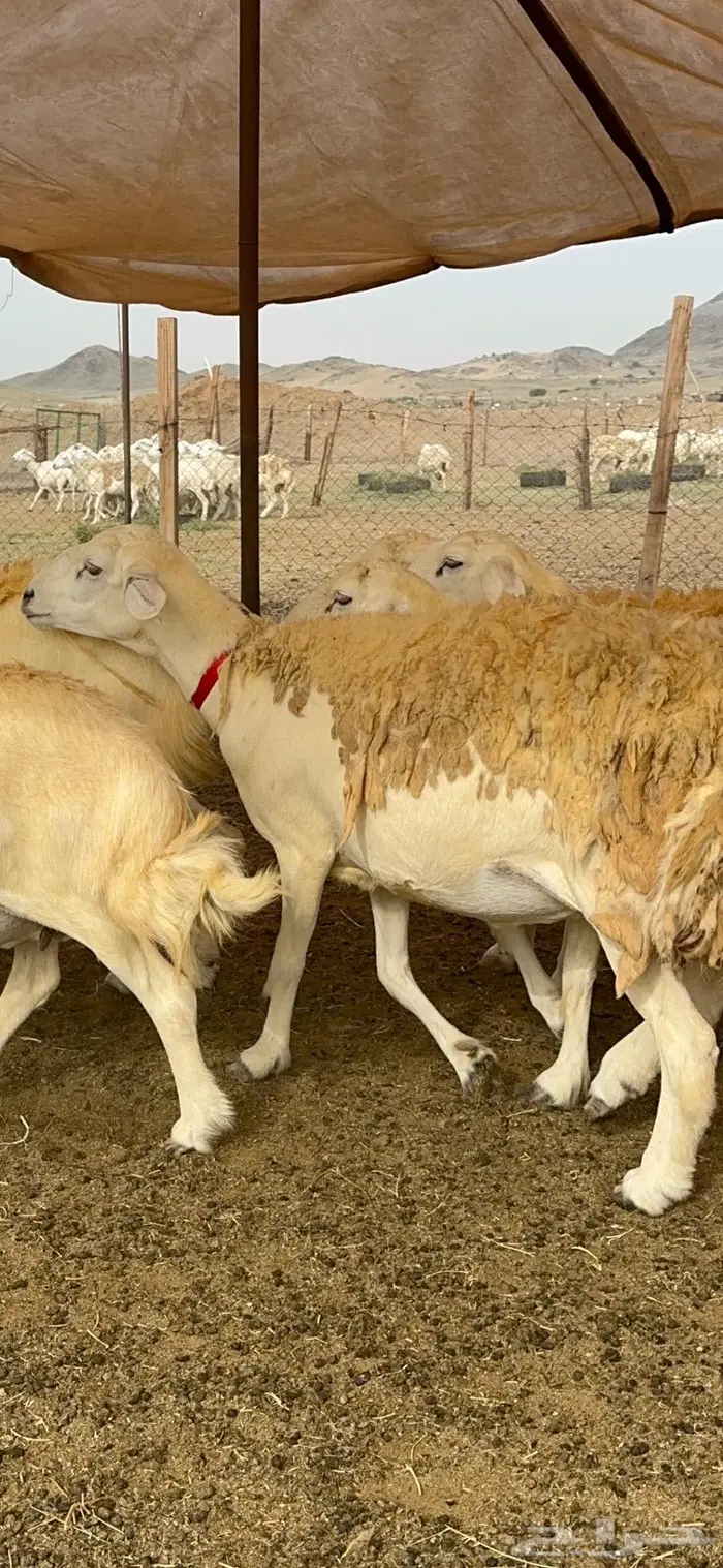 غنم حريات حرش صنف الصنف ماشاءالله 61 20