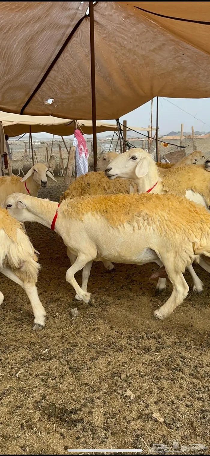 غنم حريات حرش صنف الصنف ماشاءالله 61 23
