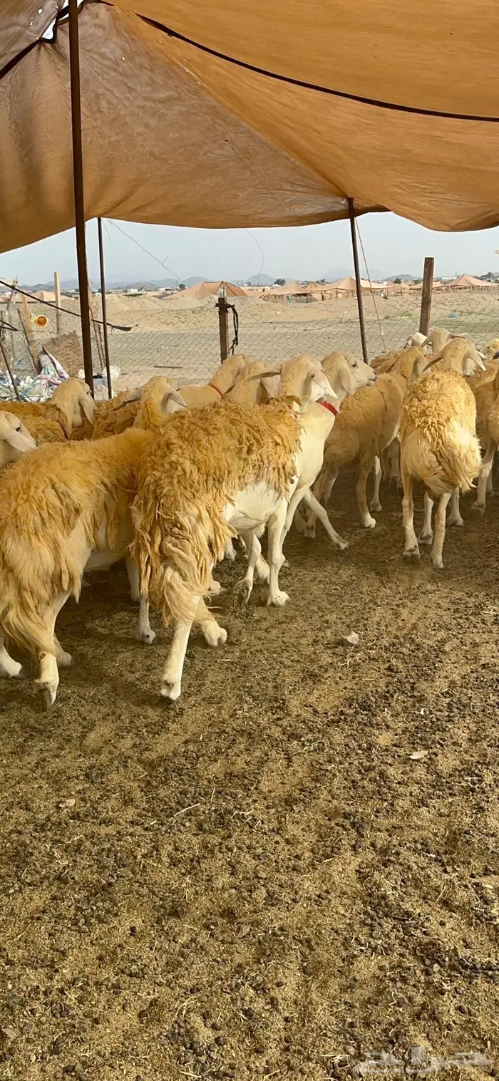 غنم حريات حرش صنف الصنف ماشاءالله 61 22