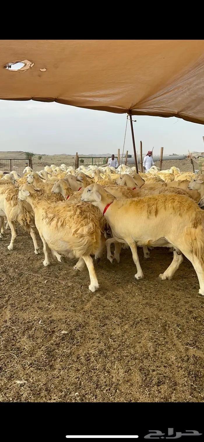 غنم حريات حرش صنف الصنف ماشاءالله 61 1