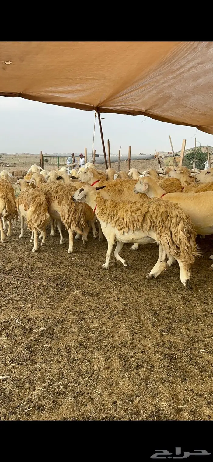 غنم حريات حرش صنف الصنف ماشاءالله 61 4