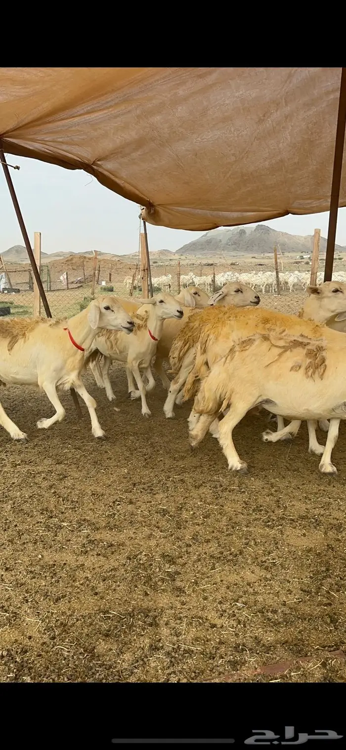 غنم حريات حرش صنف الصنف ماشاءالله 61 5
