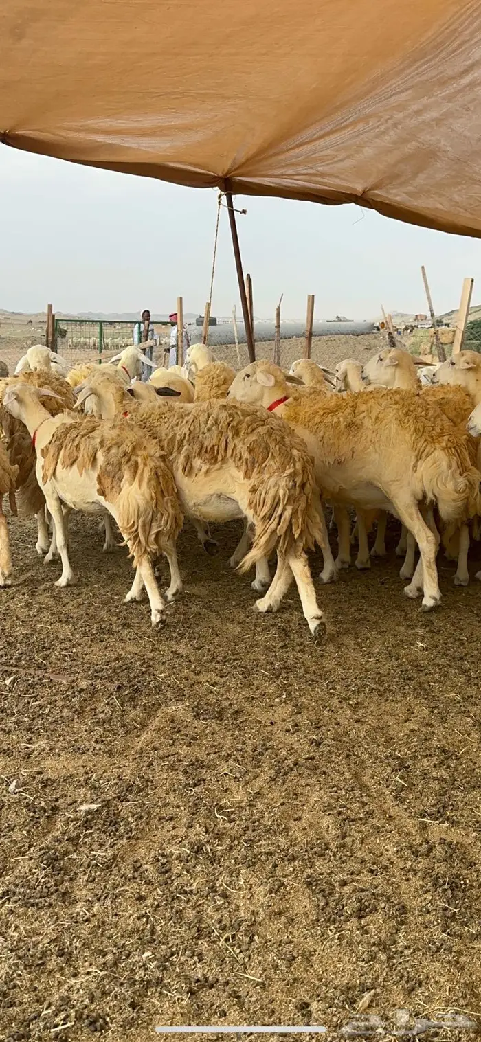 غنم حريات حرش صنف الصنف ماشاءالله 61 9