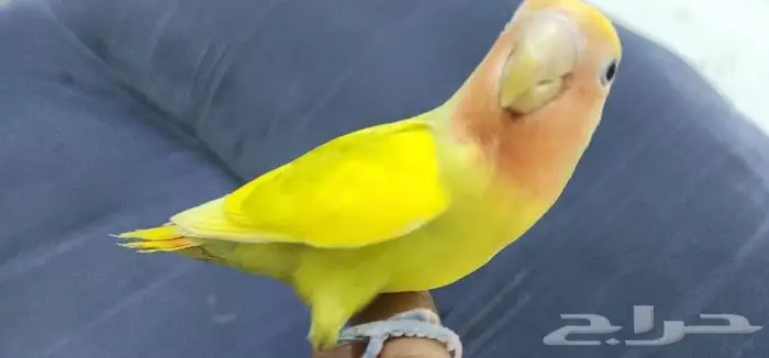 روز اليف وهدد مع الصغير والكبير 0