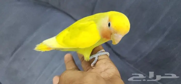 روز اليف وهدد مع الصغير والكبير 4