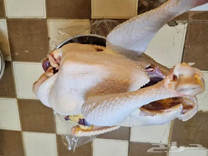 ديك رومي ذبح من 5 إلى 6 كيلو 1