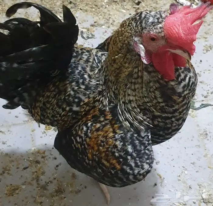 ديك هجين أب تركي والأم براهما 3