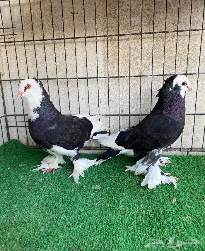 للبيع حمام زينه كلها اجواز منتجه 15