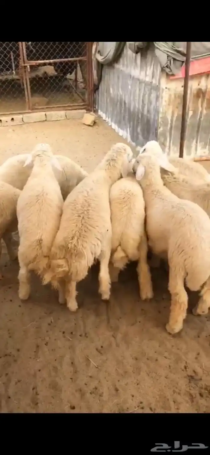 ذبايح 1