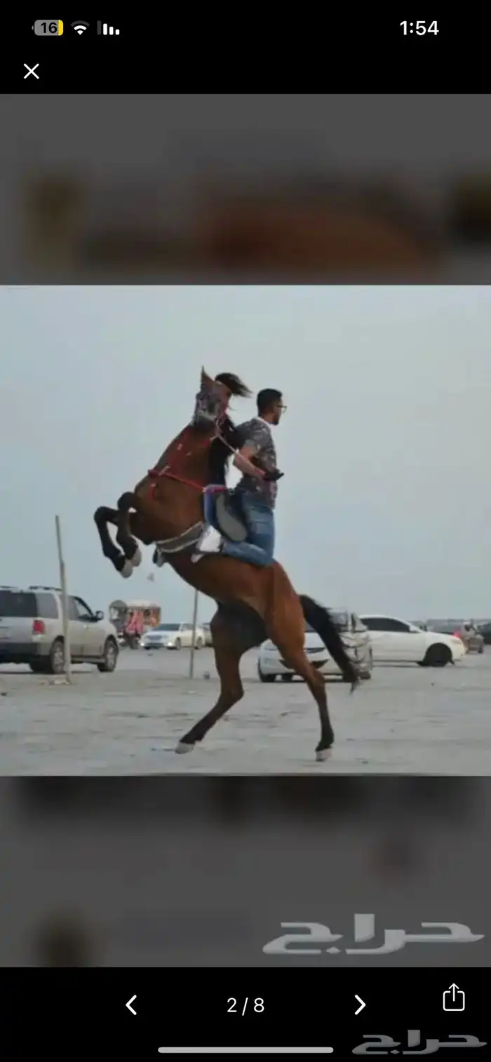 للمناسبات واحتفالات اليوم الوطني(خيل-سيسي-جمل-حنطور) 2