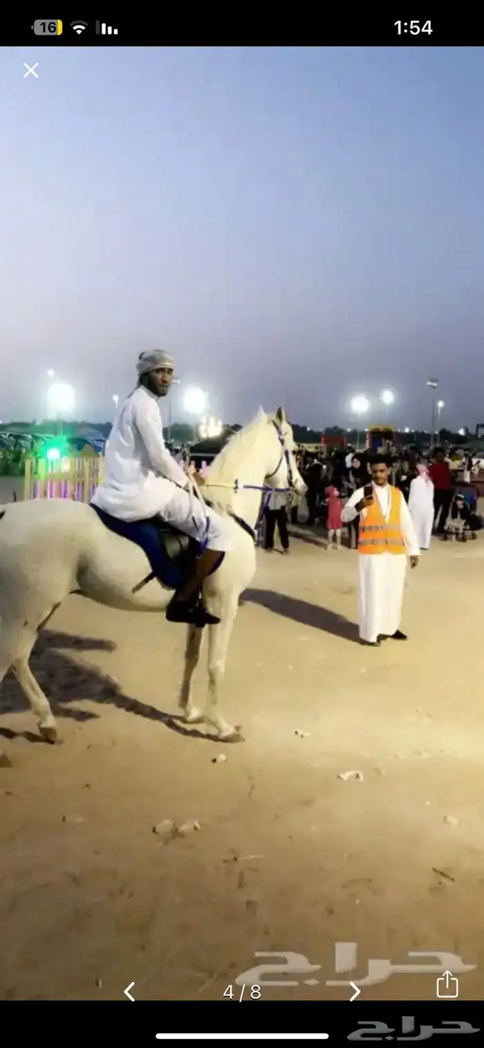 للمناسبات واحتفالات اليوم الوطني(خيل-سيسي-جمل-حنطور) 3