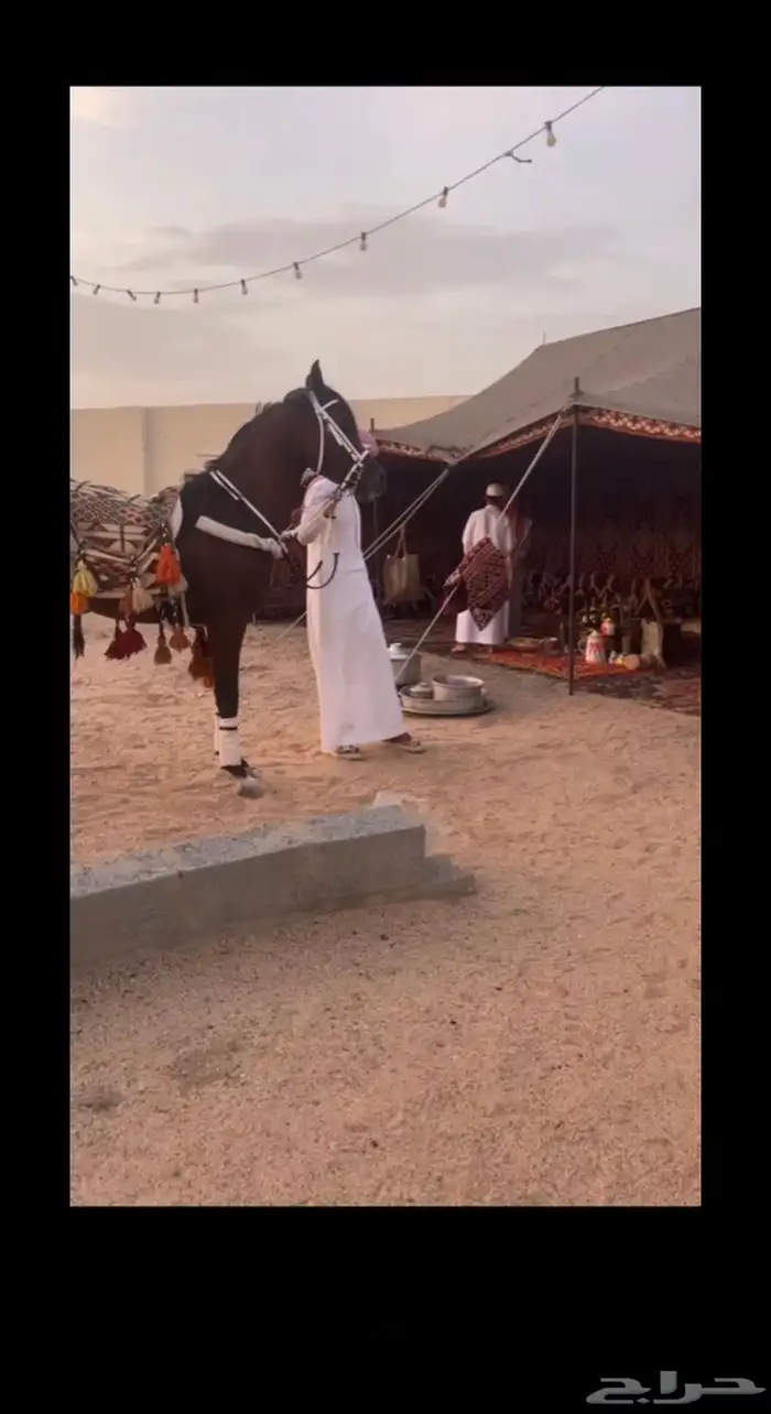 خيل وفرسان جاهزين للأحتفالات وللأعلانات 11
