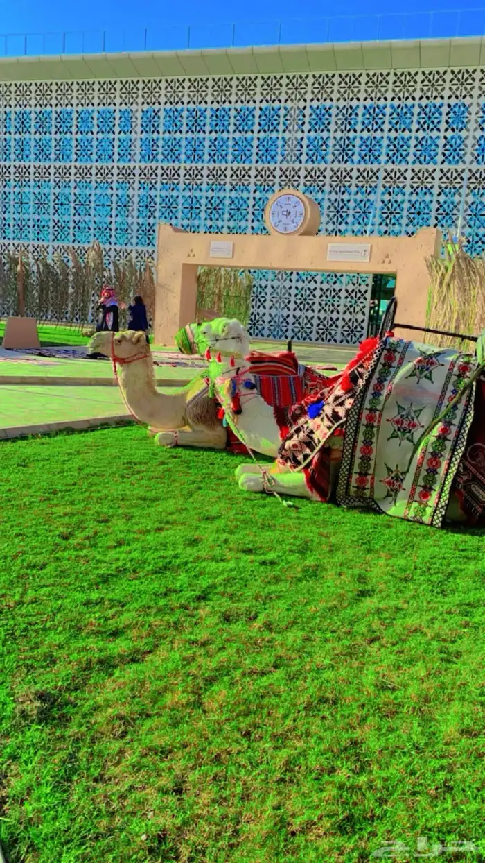 أستأجر خيول وجمال زينه 7