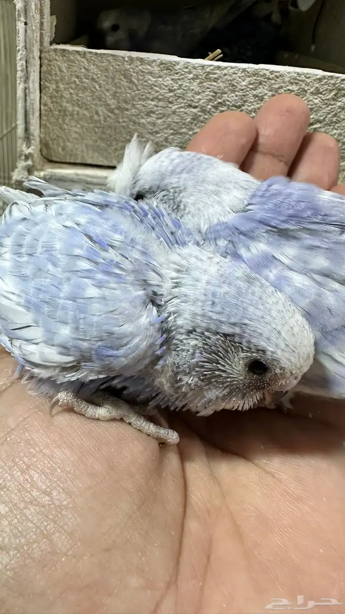 فروخ بادجي غر 21