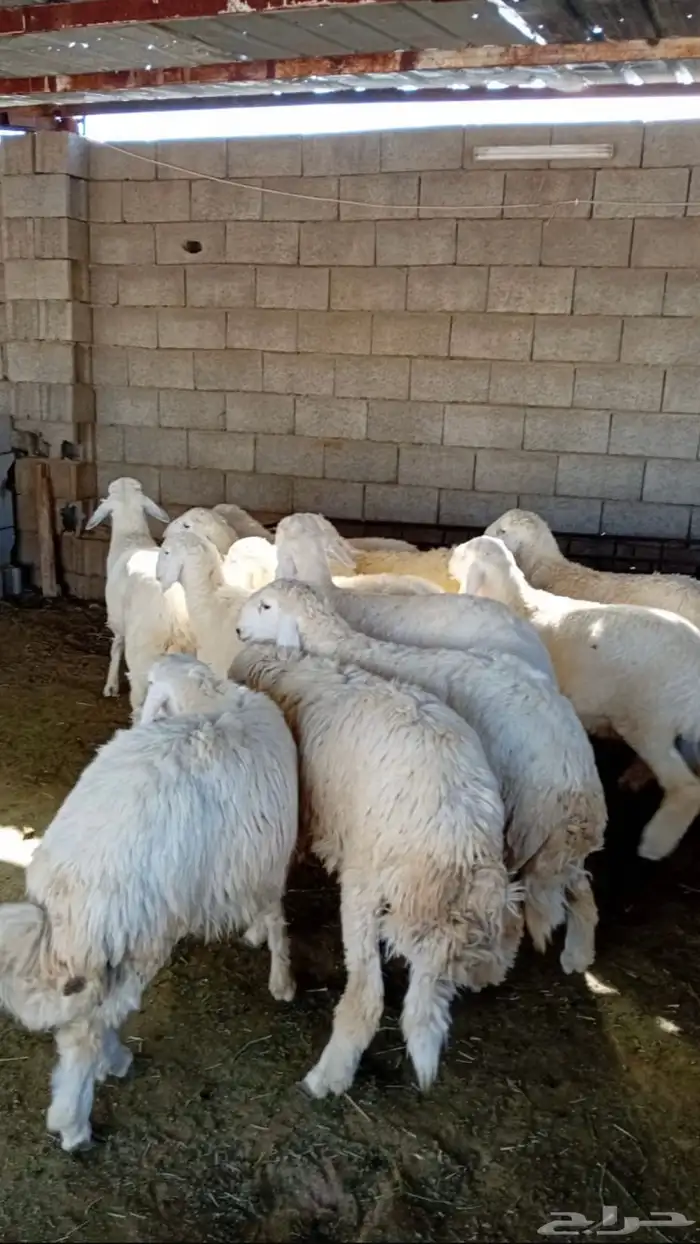 طليان سواكن جبره وطليان حريه بريه نظيفه جدا 1