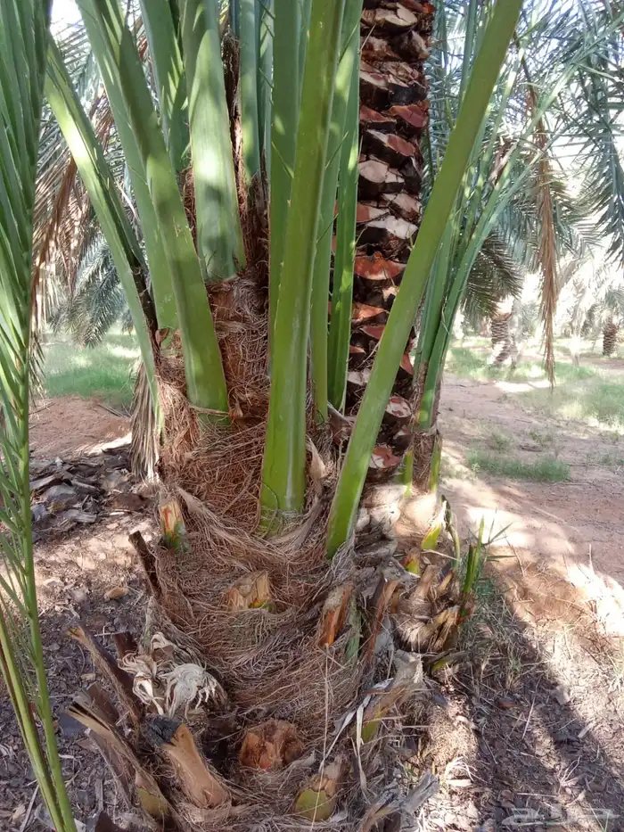 توريد جميع أنواع انخيل 0