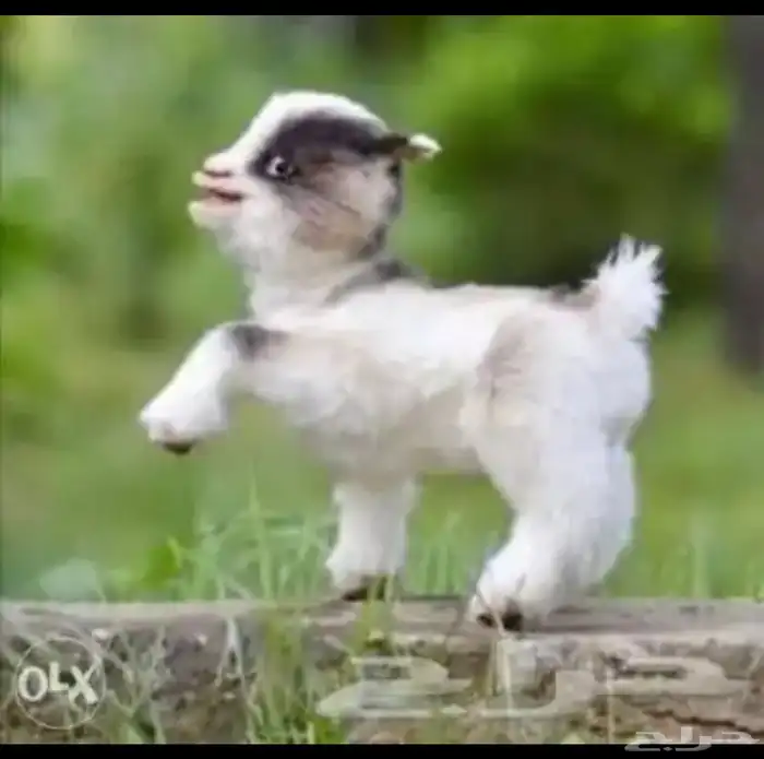 الماعز القزم 12