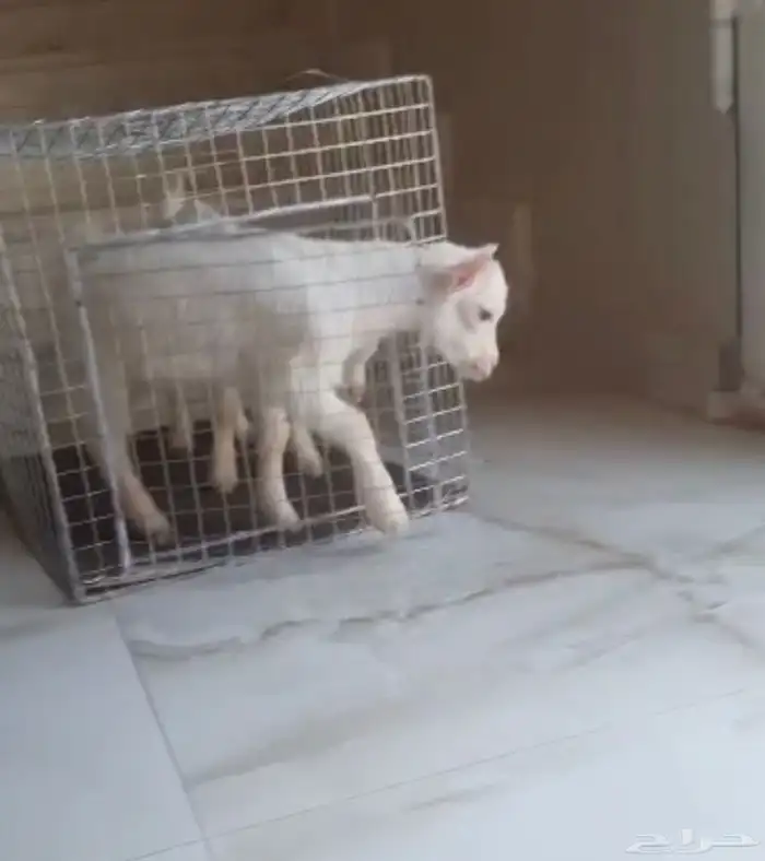 الماعز القزم 10