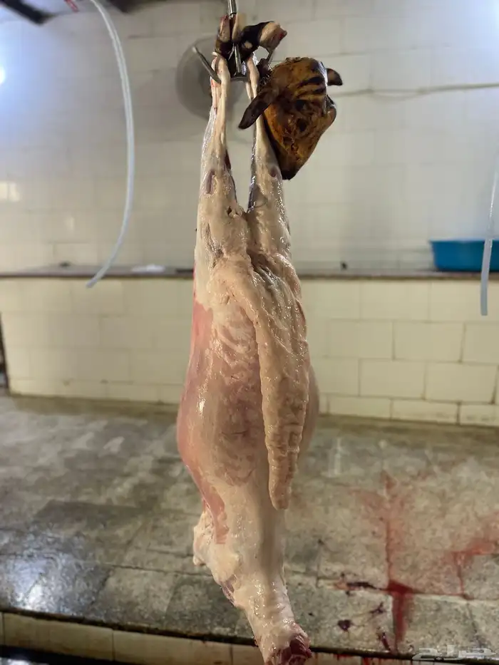 طليان سواكن حمري تربيه ومضمونه 1