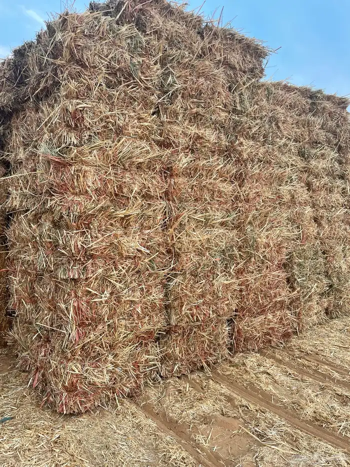 علف بالات ذرة جيزانية حمراء 2