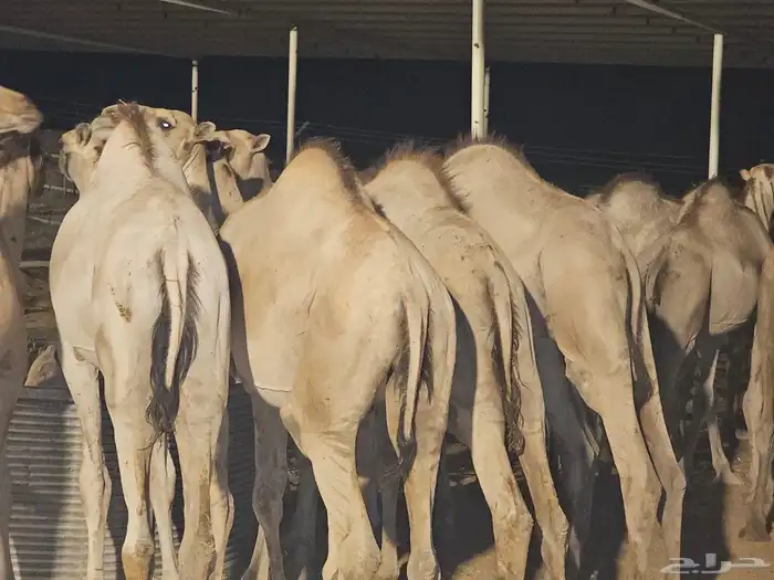 قعدان مرابي لا يفوتكم الزين 3