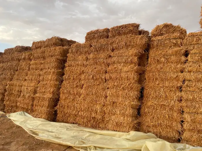 علف بالات ذرة جيزانية حمراء 0