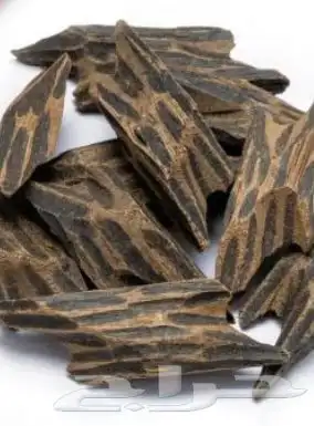 يوم التاسيس 3