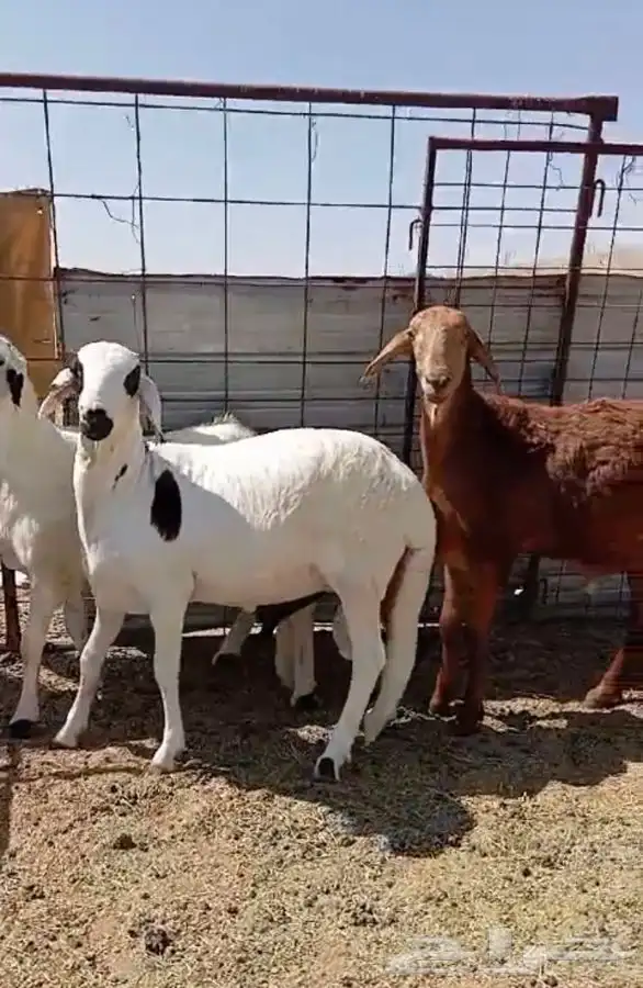 ذبائح للبيع رياض الخبراء والبكيريه 0