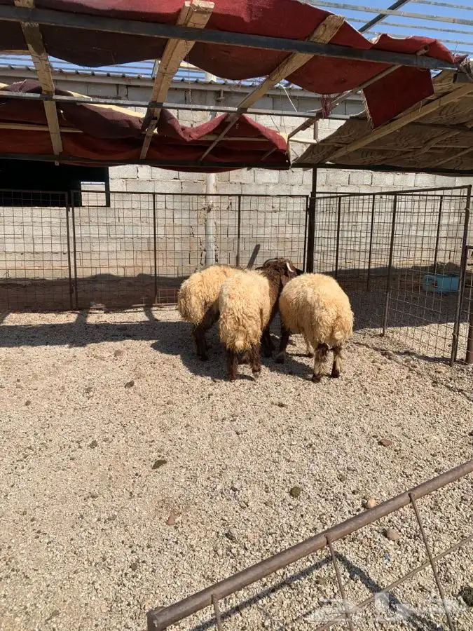 ذبائح للبيع رياض الخبراء والبكيريه 3