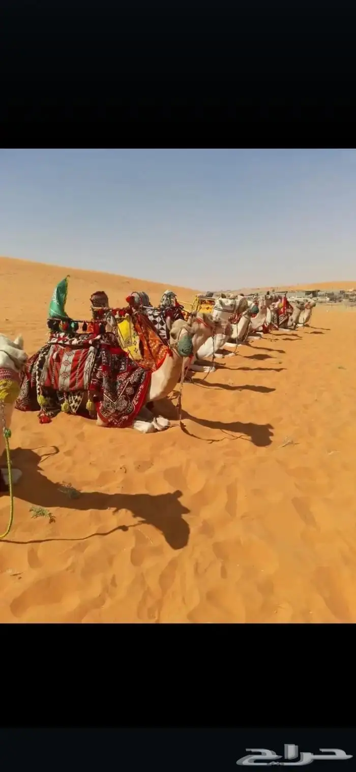 ايجار خيول وجمال رحول 9