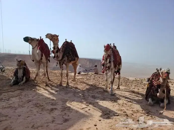 ايجار خيول وجمال رحول 0