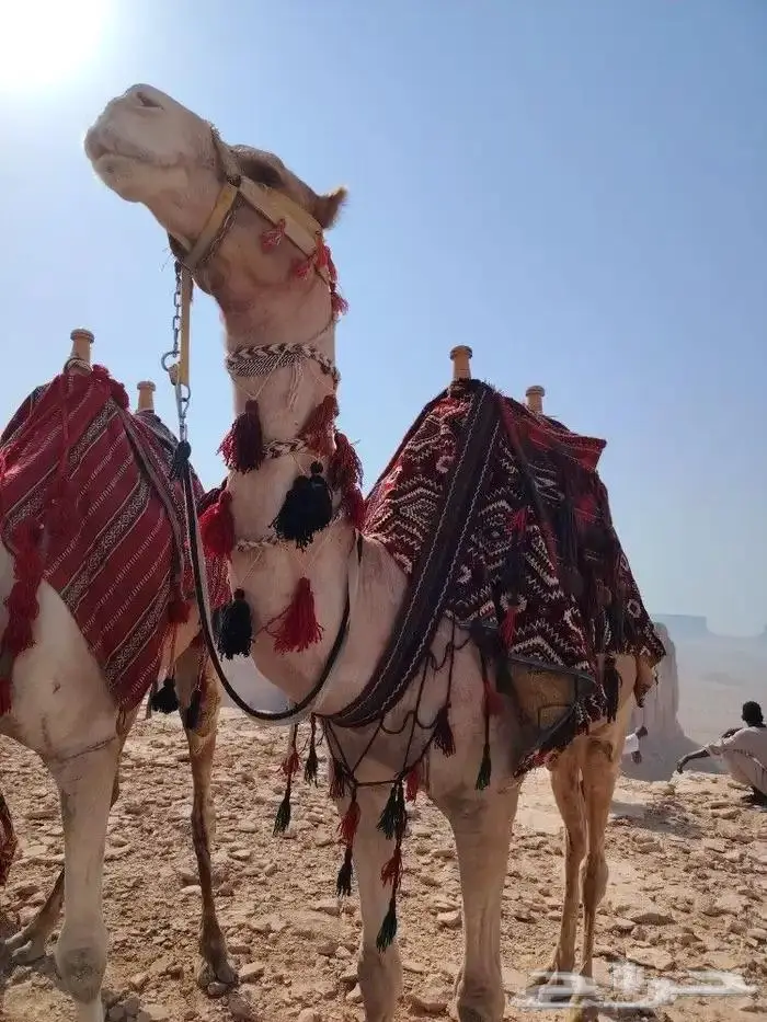 ايجار خيول وجمال رحول 1