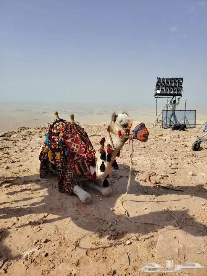 ايجار خيول وجمال رحول 2