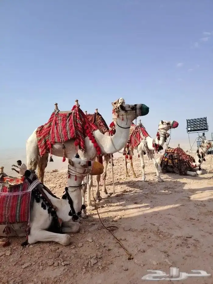 ايجار خيول وجمال رحول 3