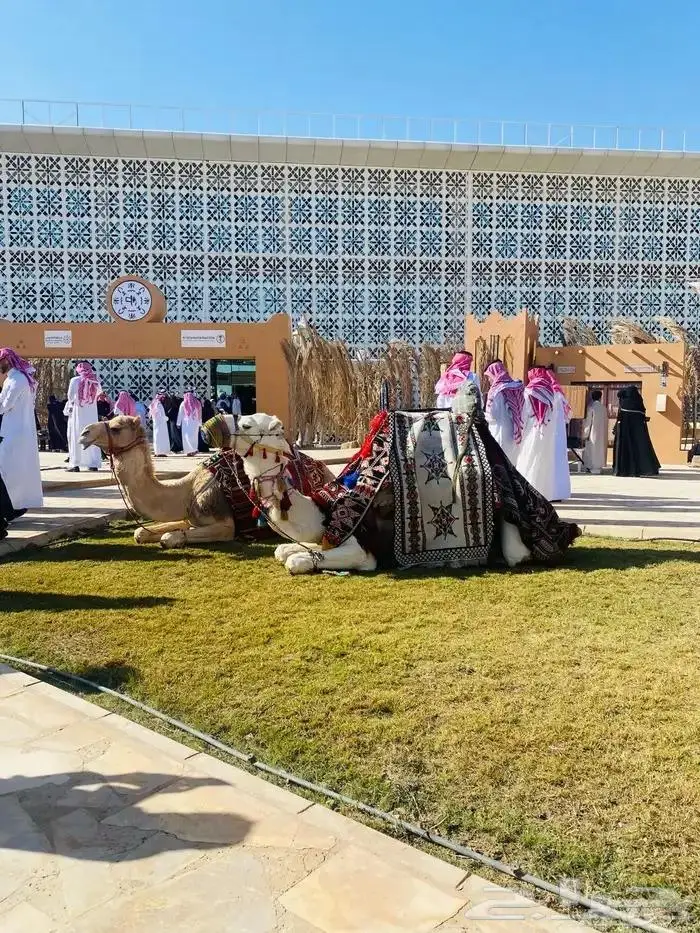ايجار خيول وجمال رحول 10