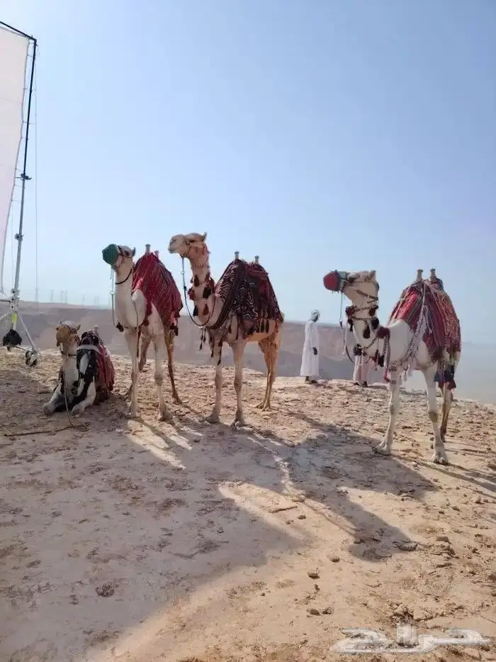 ايجار خيول وجمال رحول 4