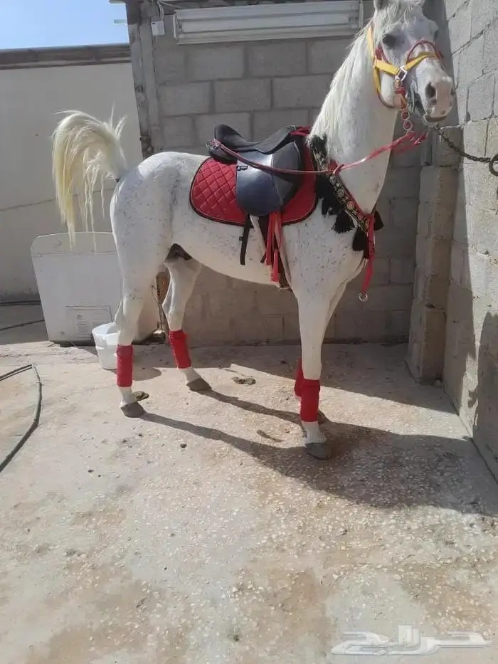 ايجار خيول وجمال رحول 5