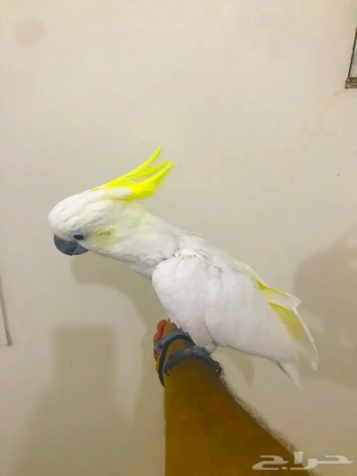 كوكاتو سلفر كرستد(تم البيييع) 0