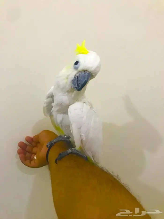 كوكاتو سلفر كرستد(تم البيييع) 1