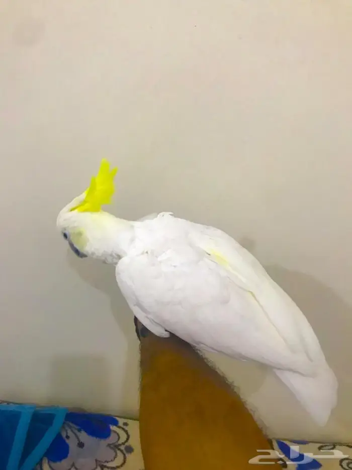 كوكاتو سلفر كرستد(تم البيييع) 2