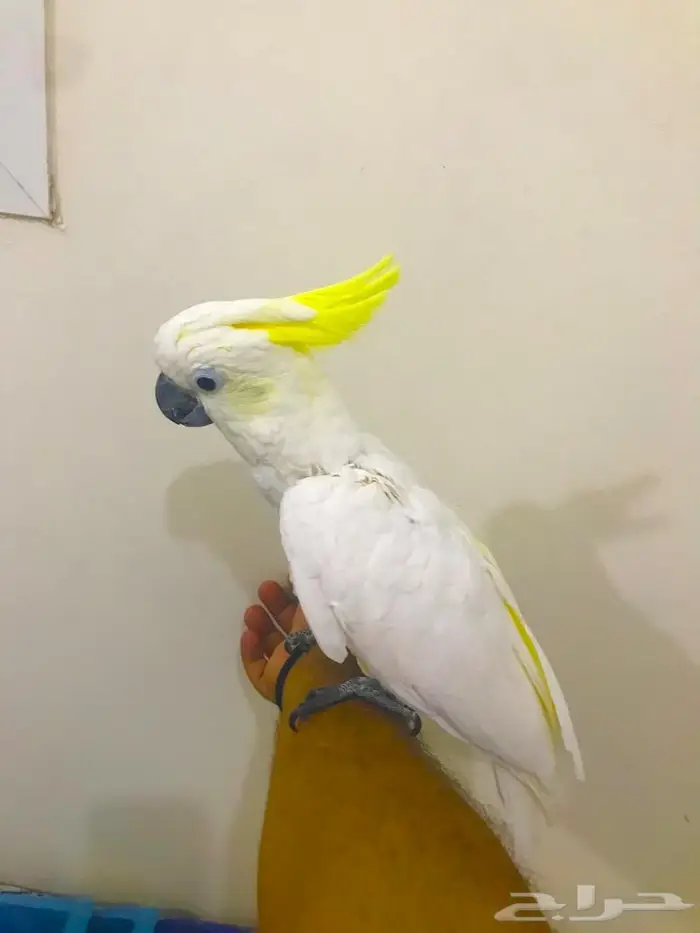 كوكاتو سلفر كرستد(تم البيييع) 3