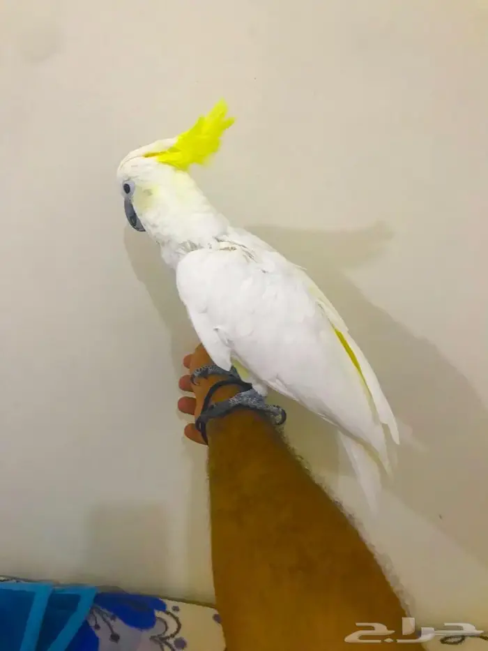 كوكاتو سلفر كرستد(تم البيييع) 4