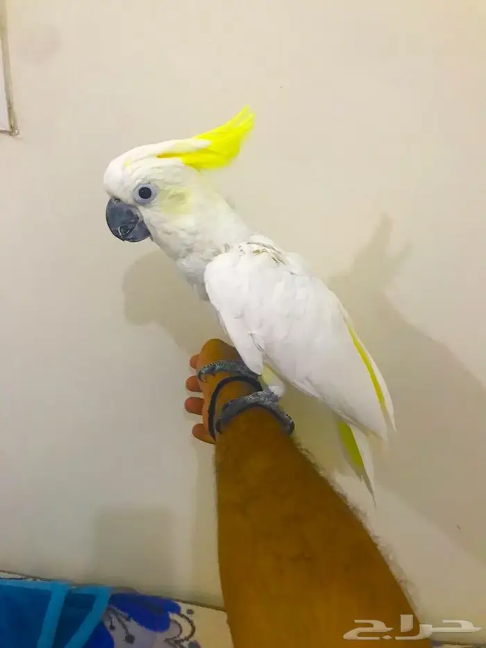 كوكاتو سلفر كرستد(تم البيييع) 5