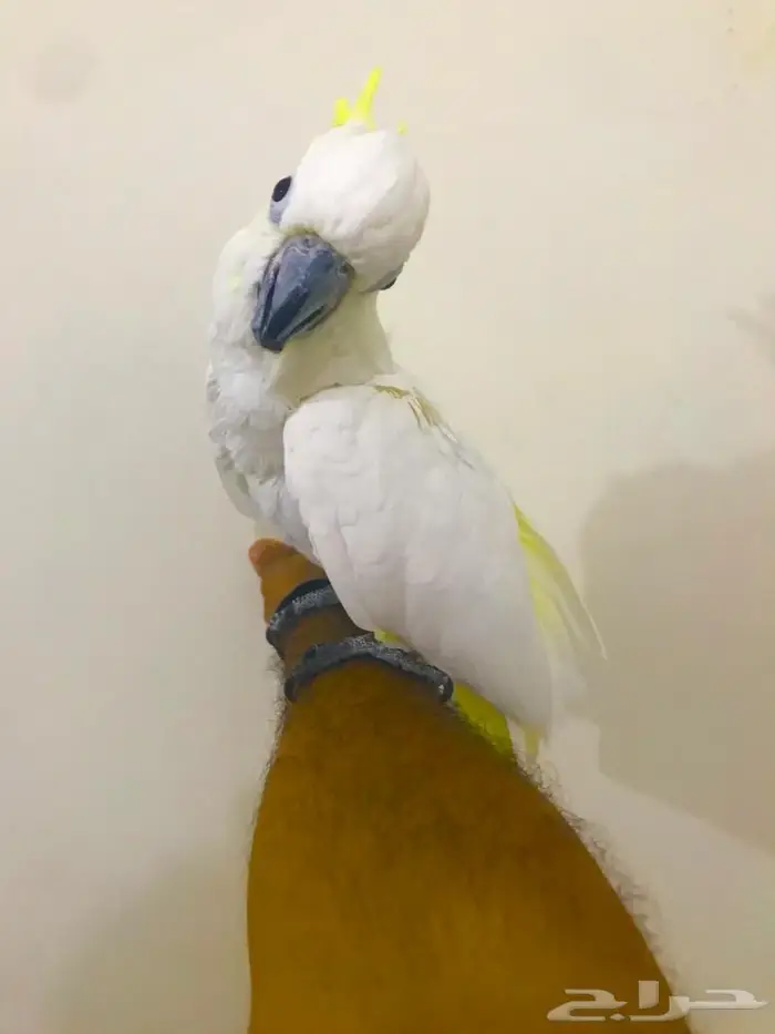 كوكاتو سلفر كرستد(تم البيييع) 6